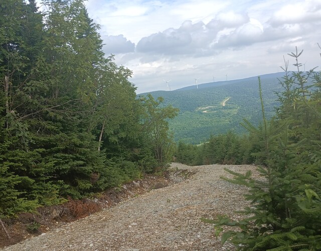 Aménager et développer le potentiel de mon boisé : par où commencer?