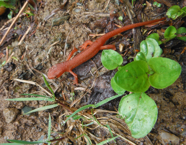 Plans d'aménagement forestiers bonifiés, un outil de sensibilisation aux espèces protégées