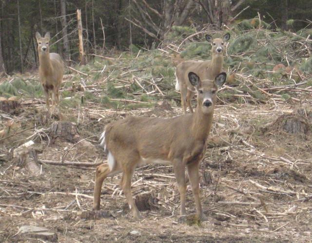 Plan d'aménagement de ravages de cerfs de Virginie des Appalaches