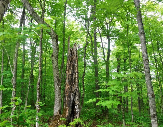 Aménagements adaptés aux changements climatiques dans les Appalaches