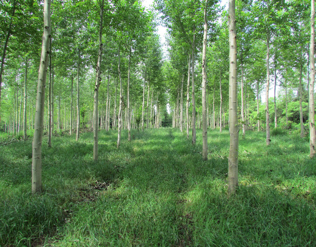 Valorisation du lisier de porc par la fertilisation de plantations de peupliers hybrides